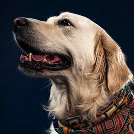 Pet Care Visit | 30 minutes