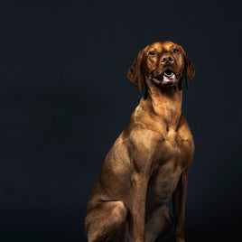 Pet Care | Overnight Stay